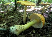 Unraveling The Secrets Of Amanita Mushroom Food Webs: A Comprehensive Guide