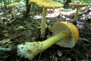 Unraveling The Secrets Of Amanita Mushroom Food Webs: A Comprehensive Guide