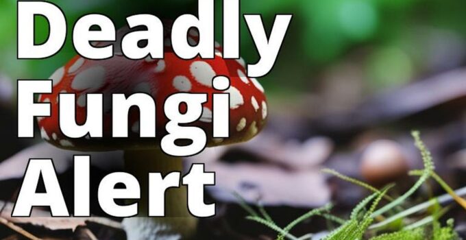 The Featured Image For This Article Could Be A Close-Up Photograph Of A Poisonous Amanita Mushroom