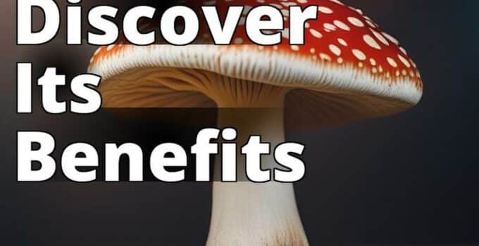 The Featured Image For This Article Could Be A High-Quality Photo Of The Medicinal Amanita Mushroom