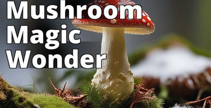 The Featured Image For This Article Could Be A Photograph Or Illustration Of An Amanita Mushroom