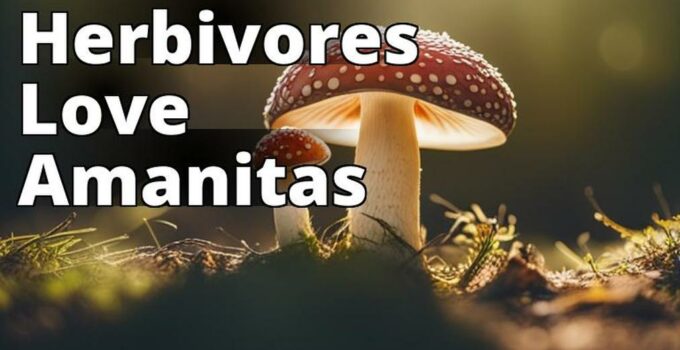The Featured Image Should Be A High-Quality Photograph Of Amanita Mushrooms In Their Natural Habitat